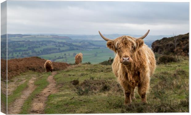 Highland cattle at Baslow Edge Canvas Print by Jason Wells