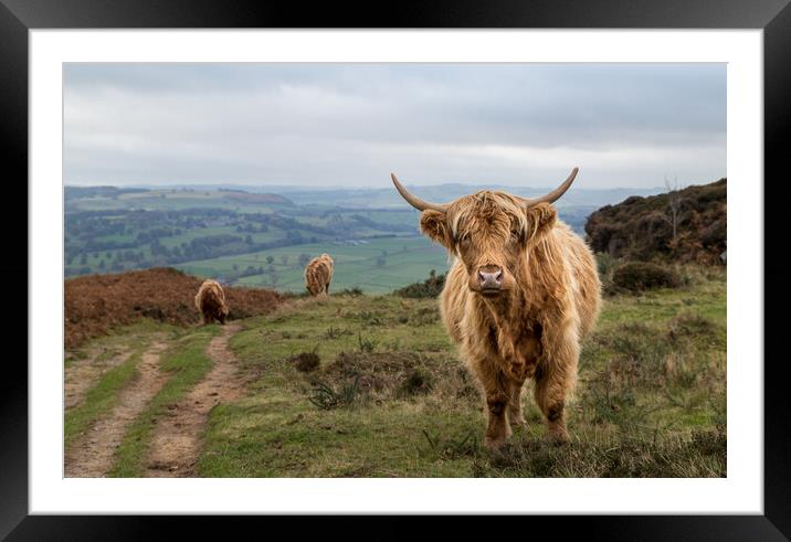 Highland cattle at Baslow Edge Framed Mounted Print by Jason Wells