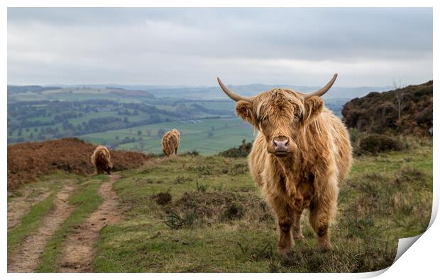 Highland cattle at Baslow Edge Print by Jason Wells