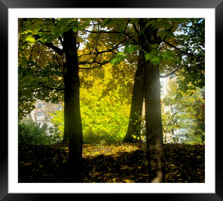 Sunlit trees Framed Mounted Print by Stephanie Moore