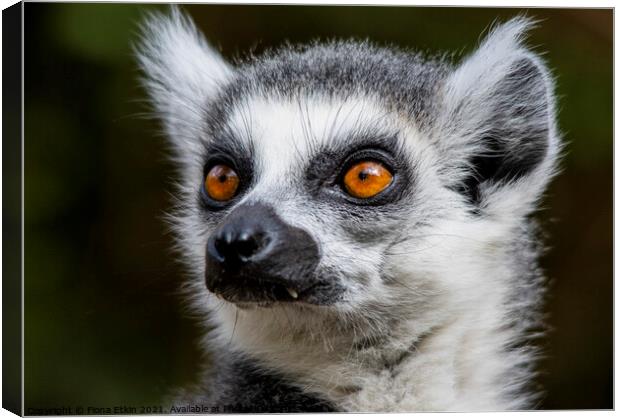 Ringtailed Lemur with bright orange eyes and scary fangs Canvas Print by Fiona Etkin