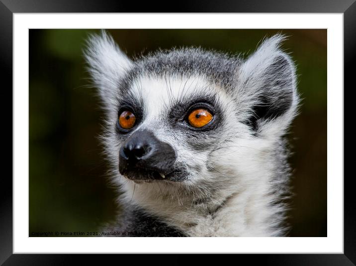 Ringtailed Lemur with bright orange eyes and scary fangs Framed Mounted Print by Fiona Etkin
