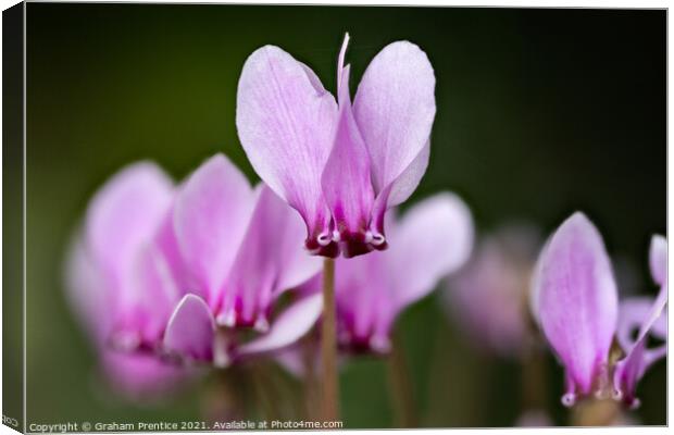 cyclamen hederifolium, ivy-leaved cyclamen Canvas Print by Graham Prentice