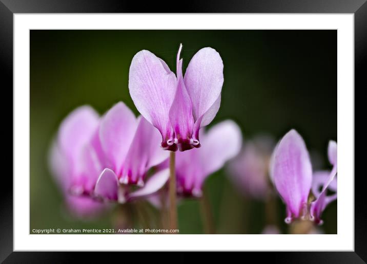 cyclamen hederifolium, ivy-leaved cyclamen Framed Mounted Print by Graham Prentice