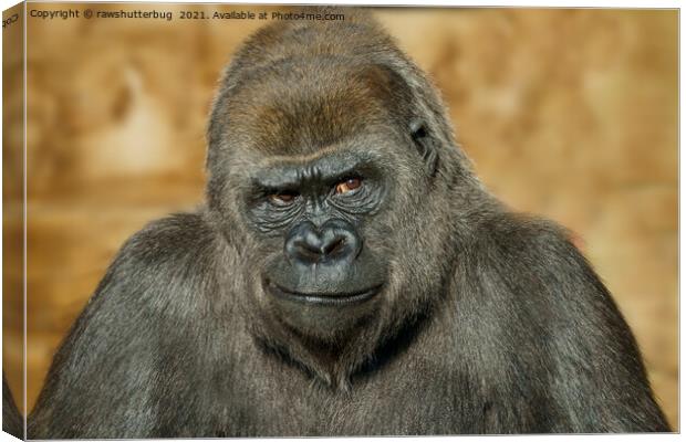 Gorilla Mothers Famous Disapproving Look Canvas Print by rawshutterbug 