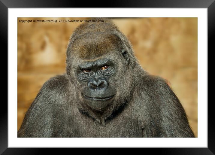 Gorilla Mothers Famous Disapproving Look Framed Mounted Print by rawshutterbug 