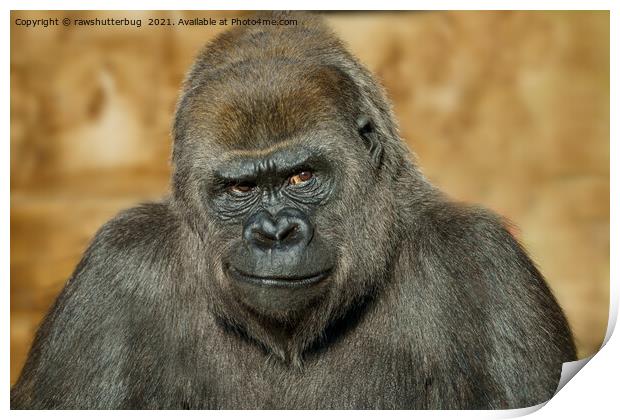 Gorilla Mothers Famous Disapproving Look Print by rawshutterbug 