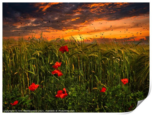 Poppies in a wheat field Print by Ann Biddlecombe
