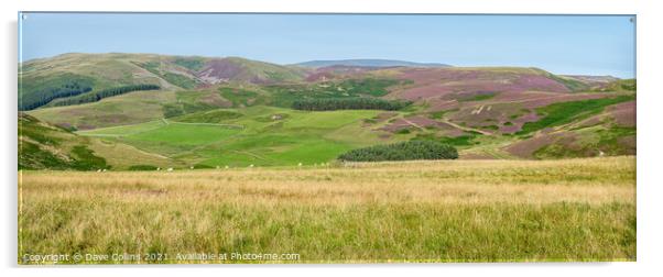 Panorama of the hills above the Capehope valley in the Scottish Borders Acrylic by Dave Collins
