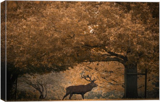 Grazing Stag Canvas Print by stephen morgan