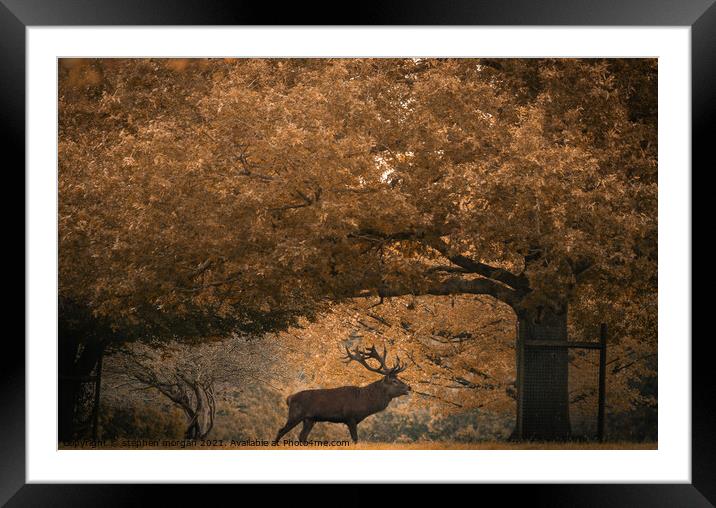 Grazing Stag Framed Mounted Print by stephen morgan