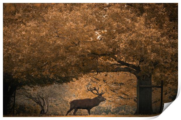 Grazing Stag Print by stephen morgan