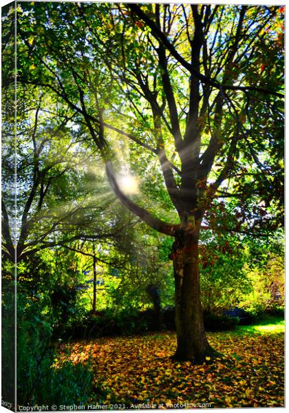 Autumn Oak Canvas Print by Stephen Hamer