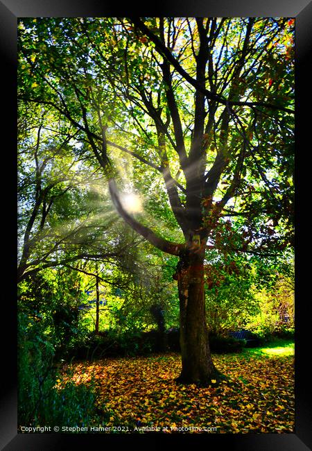 Autumn Oak Framed Print by Stephen Hamer