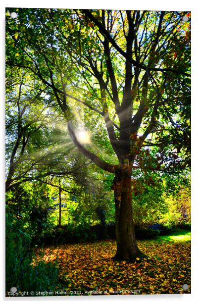 Autumn Oak Acrylic by Stephen Hamer