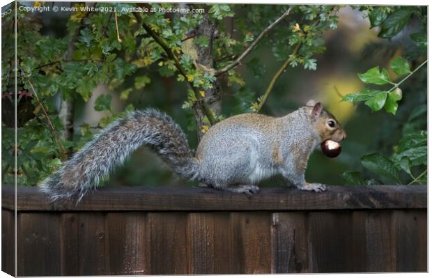 Common grey squirrel Canvas Print by Kevin White