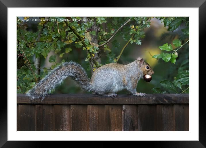 Common grey squirrel Framed Mounted Print by Kevin White