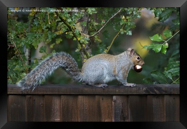 Common grey squirrel Framed Print by Kevin White