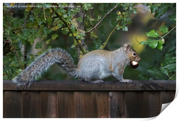 Common grey squirrel Print by Kevin White
