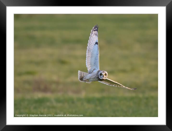 Owl banking in flight  Framed Mounted Print by Stephen Rennie