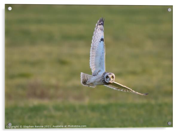 Owl banking in flight  Acrylic by Stephen Rennie