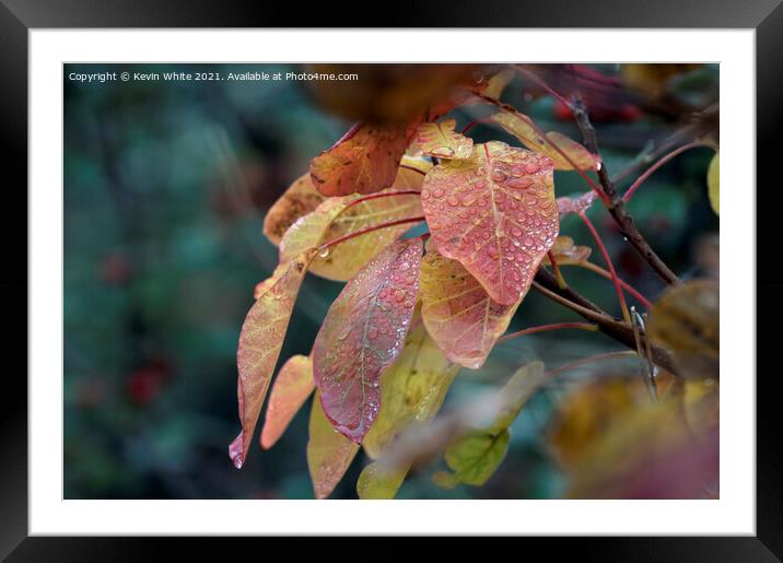 Droplets of water on autumn leaves Framed Mounted Print by Kevin White