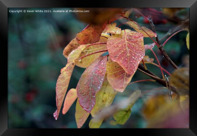 Droplets of water on autumn leaves Framed Print by Kevin White