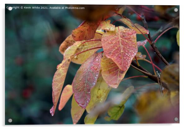 Droplets of water on autumn leaves Acrylic by Kevin White