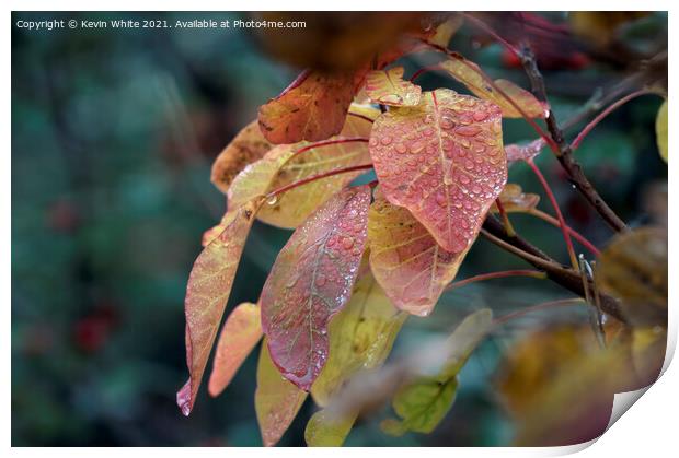 Droplets of water on autumn leaves Print by Kevin White