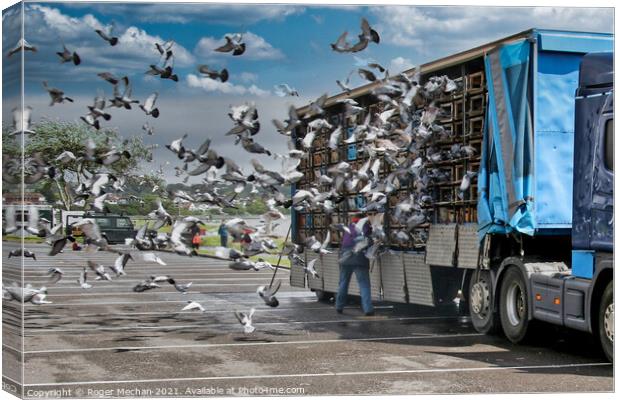 The Great Pigeon Race Home Canvas Print by Roger Mechan