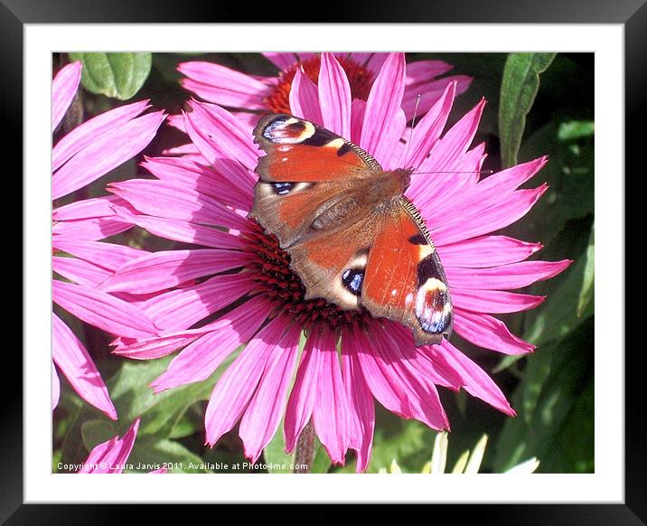 Peacock Butterfly on Echinacea Flower Framed Mounted Print by Laura Jarvis