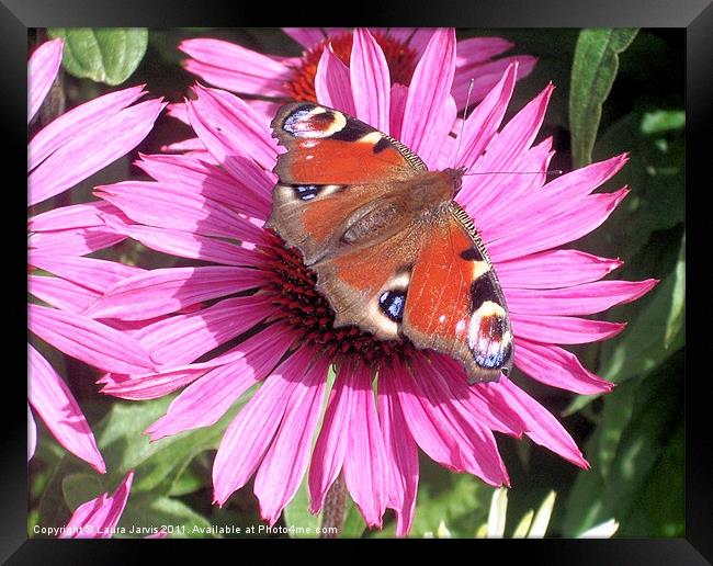 Peacock Butterfly on Echinacea Flower Framed Print by Laura Jarvis