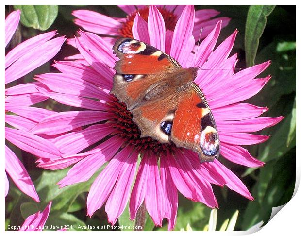 Peacock Butterfly on Echinacea Flower Print by Laura Jarvis
