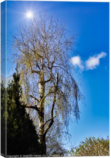 Silver Birch and Blue Sky Canvas Print by Stephen Hamer