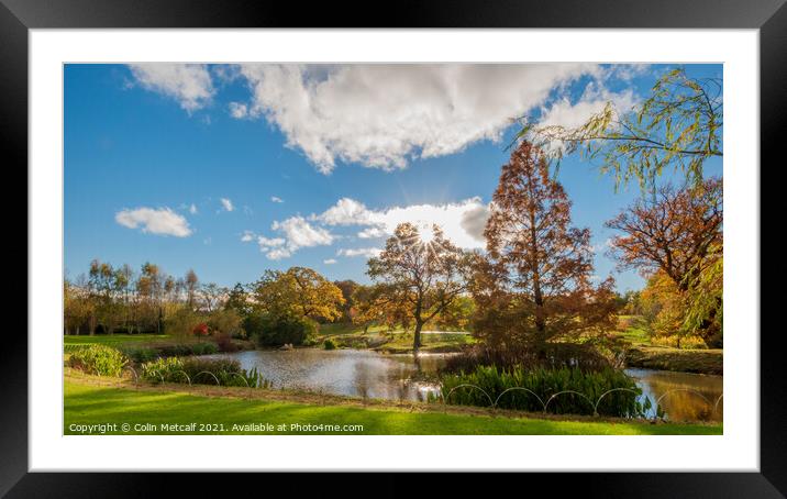 Autumn at The Queen Mother's Lake Framed Mounted Print by Colin Metcalf
