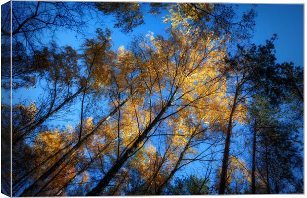 Autumn Forest Trees At Sunset Canvas Print by Artur Bogacki