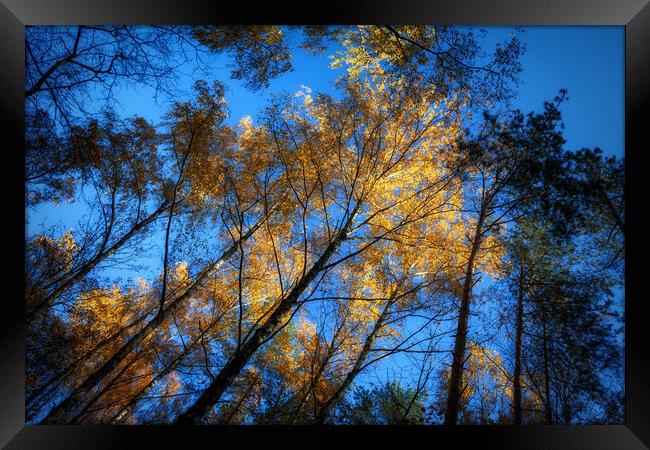 Autumn Forest Trees At Sunset Framed Print by Artur Bogacki