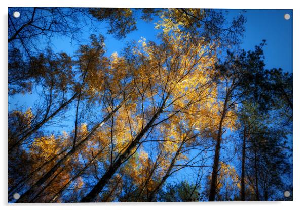 Autumn Forest Trees At Sunset Acrylic by Artur Bogacki