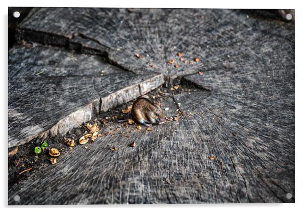 Striped Field Mouse Eating Nuts On Tree Stamp Acrylic by Artur Bogacki