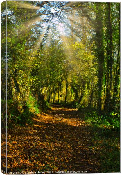 Woodland track in Autumn Canvas Print by Stephen Hamer