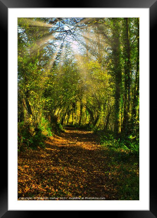 Woodland track in Autumn Framed Mounted Print by Stephen Hamer