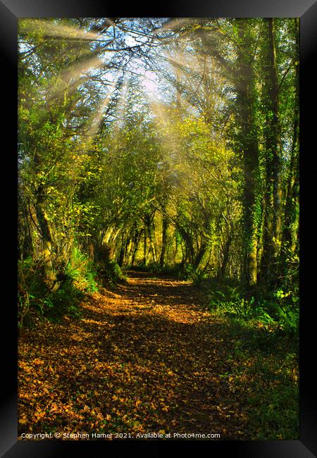 Woodland track in Autumn Framed Print by Stephen Hamer