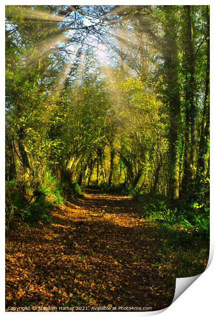 Woodland track in Autumn Print by Stephen Hamer