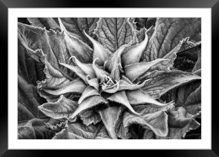 Sunflower Plant Framed Mounted Print by Mark Godden