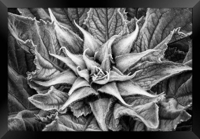 Sunflower Plant Framed Print by Mark Godden
