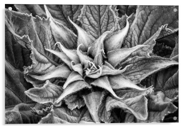 Sunflower Plant Acrylic by Mark Godden