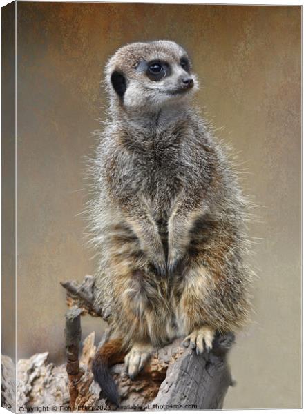 Fine art Meerkat portrait Canvas Print by Fiona Etkin