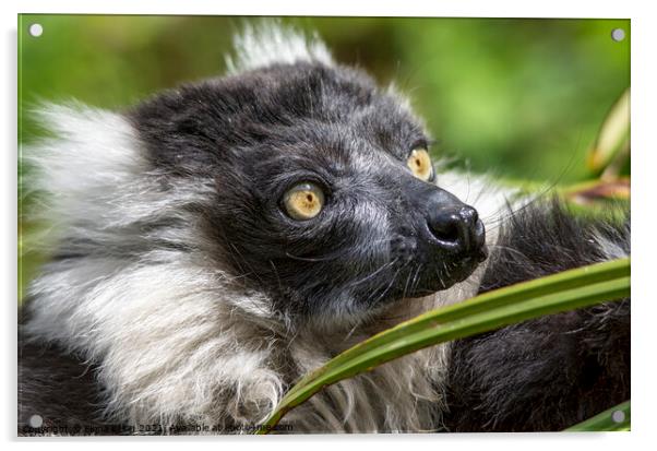 Black and White ruffed Lemur close up portrait  Acrylic by Fiona Etkin