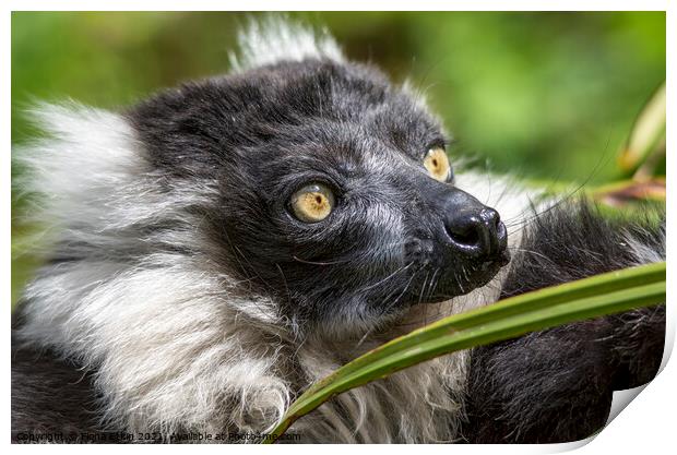 Black and White ruffed Lemur close up portrait  Print by Fiona Etkin