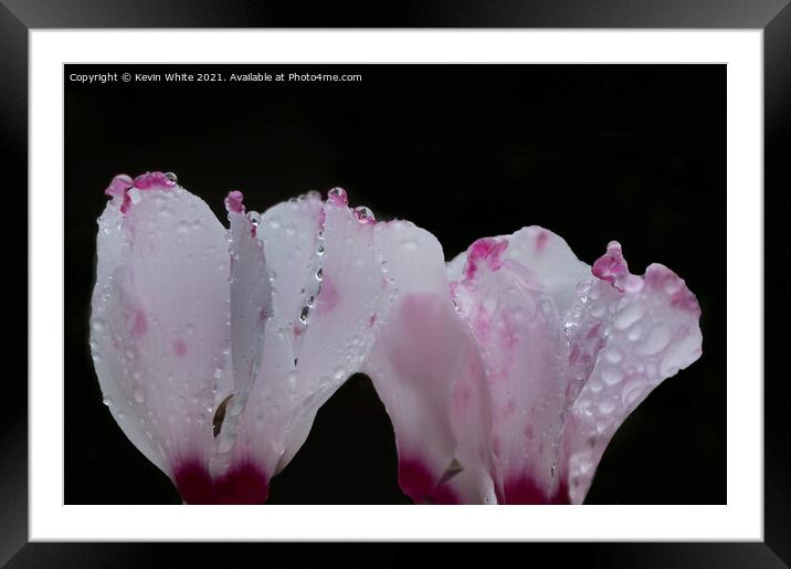 Cyclamen buds after the rain Framed Mounted Print by Kevin White